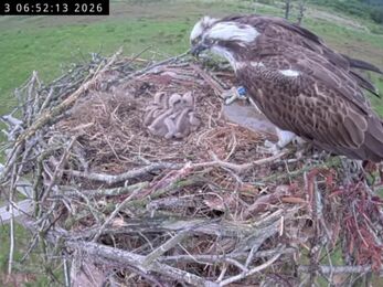 #FoulshawOspreys Nest two family