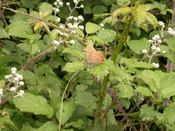 Black hairstreak butterfly