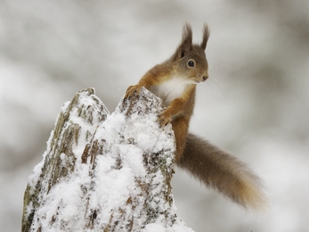 A red squirrel on a snowy bit of tree