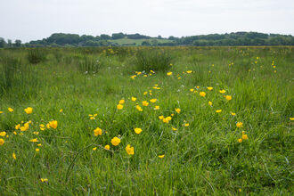 Coastal and floodplain grazing marsh