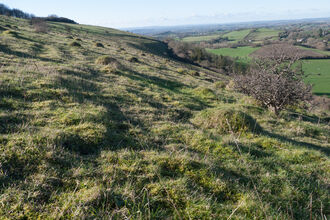 Lowland limestone grassland