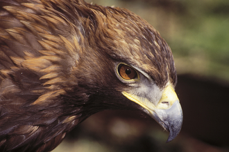 Birds of prey  Cumbria Wildlife Trust