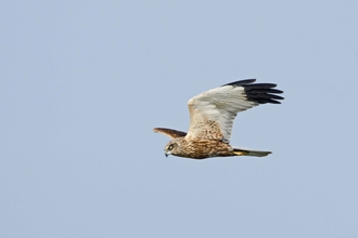 Birds of prey  Cumbria Wildlife Trust