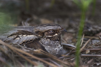 Nightjar