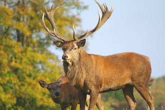 Red deer