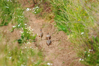 A covey of red-legged partridges running along the edge of a track