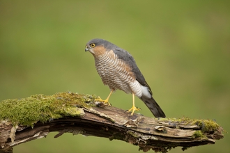 Sparrowhawk