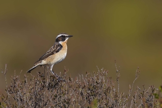 Whinchat