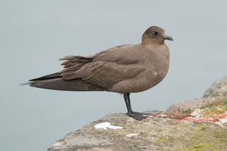 Arctic Skua