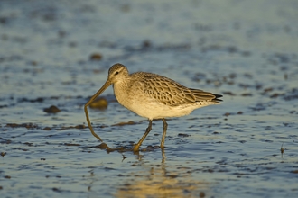 Bar-tailed Godwit