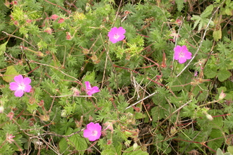 Bloody Crane's-bill