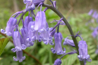 Bluebell