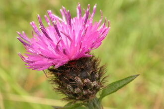Common Knapweed