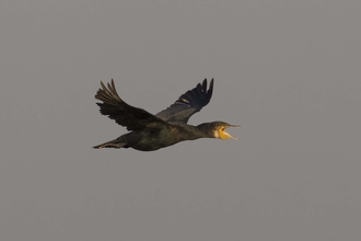 Cormorant