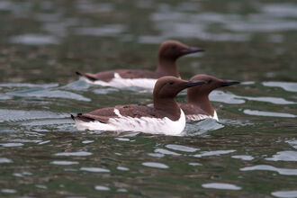 Guillemot