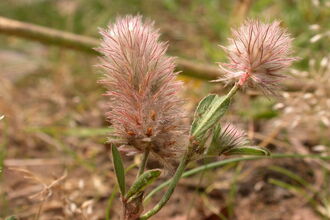 Hare's-foot Clover