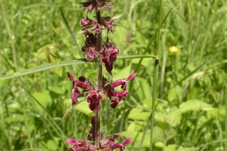 Hedge Woundwort