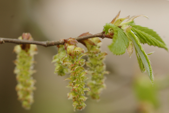 Common Hornbeam