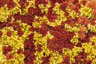 Sphagnum Moss