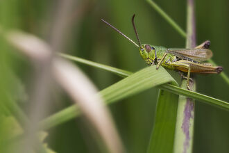 Meadow Grasshopper