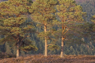 Scots Pine