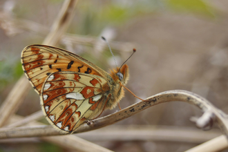 Pearl-bordered Fritillary underwing