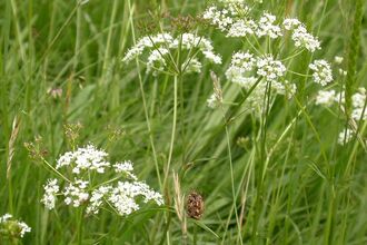Pignut
