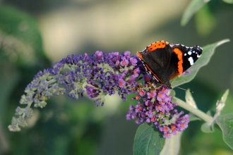 Red Admiral on Buddleia