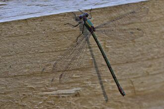 Willow Emerald Damselfly