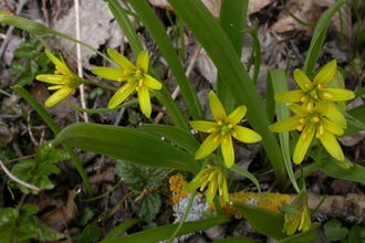 Yellow Star-of-Bethlehem