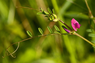 Common Vetch