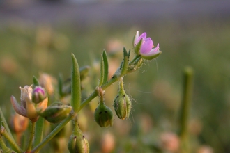 Lesser Sea-spurrey