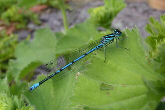 Azure Damselfly