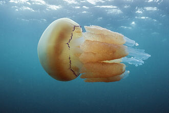 Barrel jellyfish