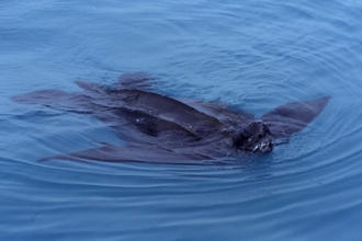 Leatherback turtle