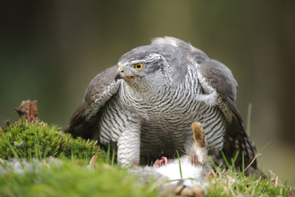 Keswick Hotel: Birds of prey