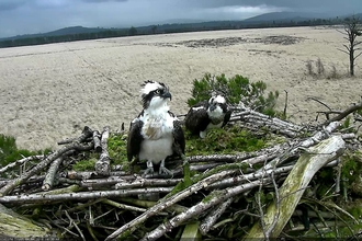 Two adult ospreys in the nest at Foulshaw Moss Nature Reserve