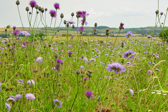 wild flowers in a Coronation Meadow  2005- copyright Barrie Wilkinson