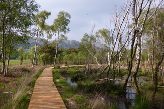 image of boardwalk path at Foulshaw moss