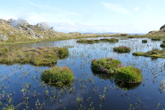 Image of a bog pool at Dunnerdale