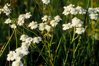 Burnsbeck Sneezewort