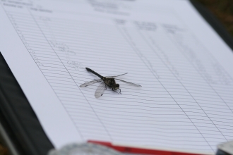 image of a white faced darter dragonfly on a monitoring clip board 