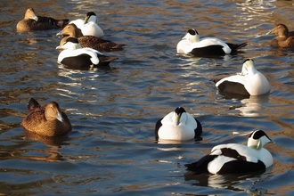 image of eider ducks in the water