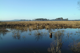 Foulshaw Moss