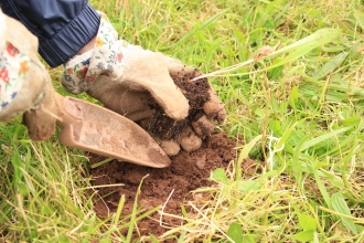 Close up image of a volunteer's hands in gardening gloves planting a meadow flower plug plant 
