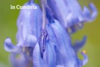 Cover of guide to Great Places to See Bluebells