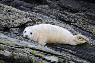 image of Grey seal pup on rocks  - copyright Lara Howe