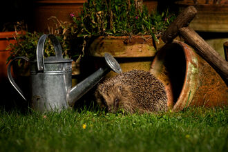 image of a Hedgehog in garden next to watering can and plant pots -copyright jon hawkins surrey hills photography