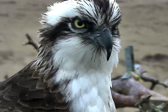 image of an Osprey bird close up at Foulshaw Moss nature reserve