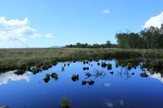 image of peat bog at foulshaw moss nature reserve